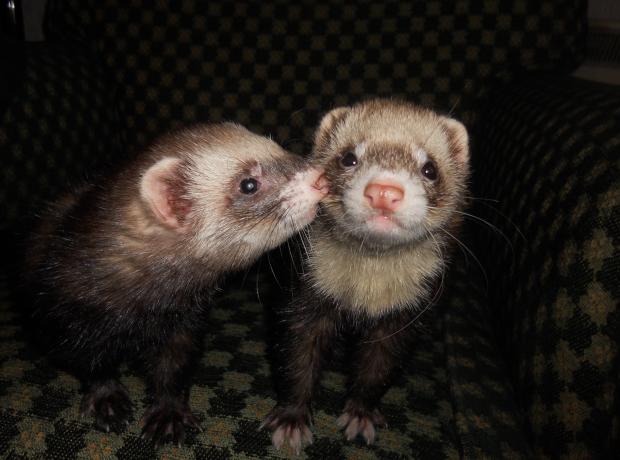 Happy ferret sale